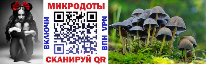 Купить где  Курган  Галлюциногенные грибы Cubensis 